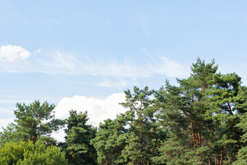 Vast blue sky with scattered white clouds above a dense row of tall pine trees with green needles on a clear day, horizon line of coniferous forest.
