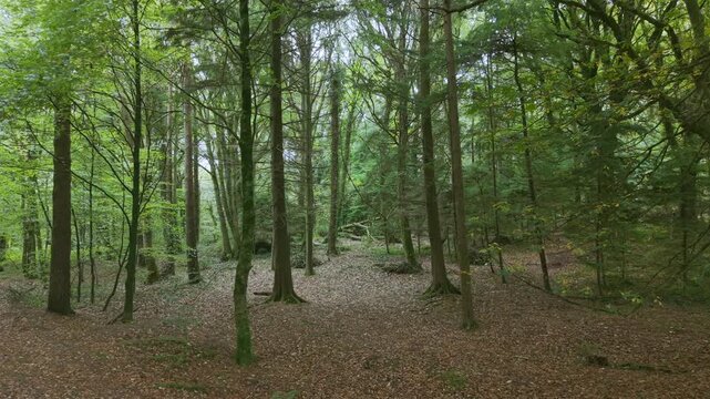Drone footage of the forest in Autumn (Fall), Cork, Ireland