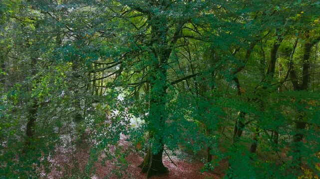 Drone footage of the forest in Autumn (Fall), Cork, Ireland