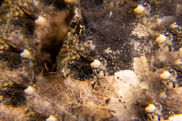 Close encounter with intriguing insects on a leaf-covered surface in a wooded area