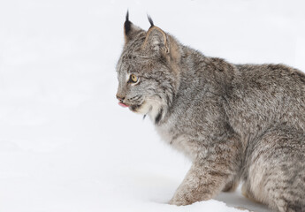 Canadian Lynx (Lynx canadensis)  Looks Left Tongue Out