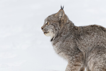 Canadian Lynx (Lynx canadensis)  Stares Left Profile