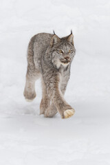 Canadian Lynx (Lynx canadensis)  Trots Forward to Right