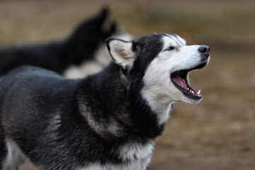 Sled Dog Eyes Closed Mouth Open