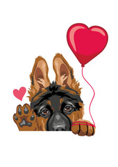 Shy waving German Shepherd puppy dog with a red balloon