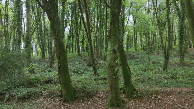 Drone footage of the forest in Autumn (Fall), Cork, Ireland