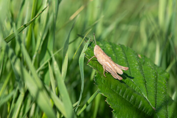 Macro shot of a rufous grasshopper (gomphocerippus rufus)