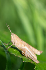 Macro shot of a rufous grasshopper (gomphocerippus rufus)