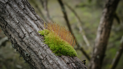 Moss thrives on a tree trunk, showcasing vibrant green and warm brown hues in a natural setting.