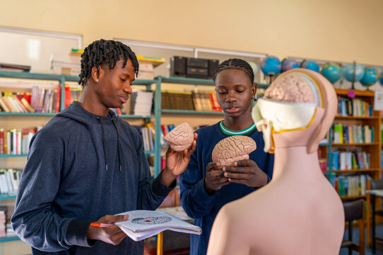 Two young male students studying human brain models in a science classroom - Powered by Adobe