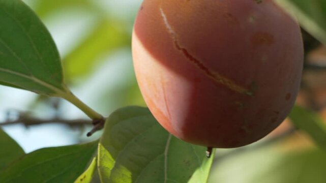 Persimmon Fruit Drip: Ripening fruit with crack on tree branch, natural growth, water drop after rain, daytime.