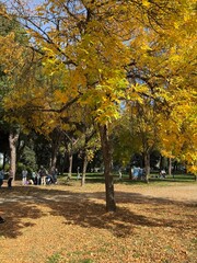 autumn in the park