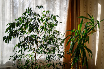 Sunlit indoor plants &mdash; a lush ficus and yucca glowing by a window with lace curtains &mdash; serene, cozy home decor scene perfect for wellness, biophilic design, or lifestyle themes.