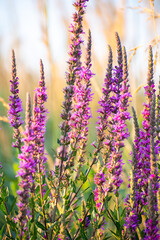 wild purple flowers in the meadow, magenta