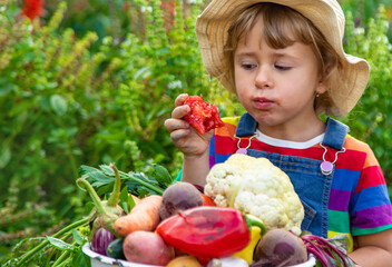 Child with vegetables in the garden. Selective focus.