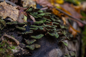 Autumn Fungi Growing on Fallen Log