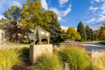 Fototapeta premium Buffalo statue outside the UC Events Center on the University of Colorado Campus