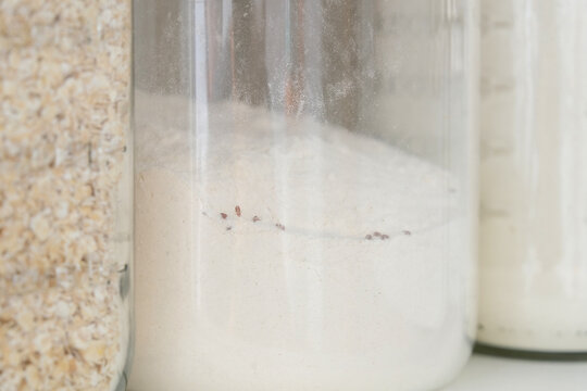 Infested flour in glass jar inside kitchen cabinet with brown beetles and weevils