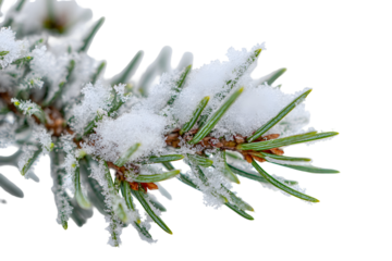 Frosty evergreen twigs covered with fresh snow - nature's winter beauty