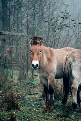 Fototapeta premium Wild horses in nature