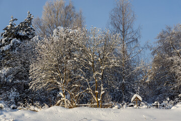 Serene winter forest with snow-laden birch and pine trees under a clear blue sky &mdash; tranquil, magical landscape perfect for holiday, nature, or contemplative themes.
