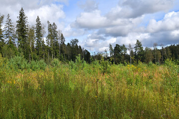 Beautiful Russian landscape with a tall grass, pine and fir trees