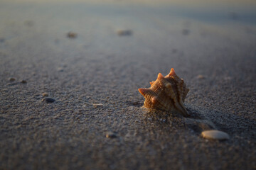 shell on the beach
