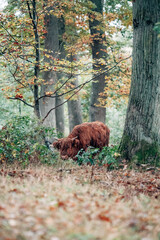 Scottish Highland Cattle on a Meadow