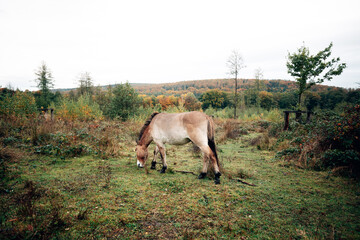 Wild horses in nature