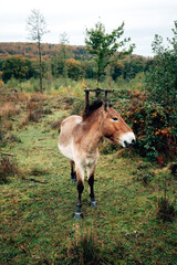 Wild horses in nature