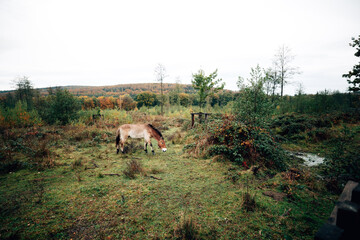 Wild horses in nature