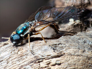 Sargus bipunctatus