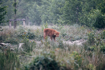 Scottish Highland Cattle on a Meadow