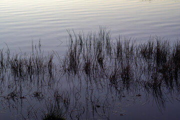 Reeds reflecting on calm lake water at dusk © MiguelA