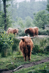 Scottish Highland Cattle on a Meadow