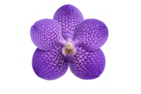 Vanda orchid flower blooming with vibrant purple dotted petals, tropical plant on transparent background