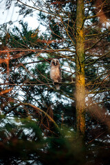 Owl sitting in a tree