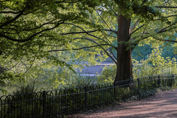 Battersea Park (power station) London, England - Peaceful view of trees on a cloudy day. 