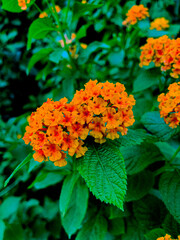 orange and yellow flowers