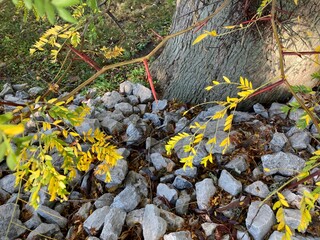 red honey locust thorns on tree	in autumn