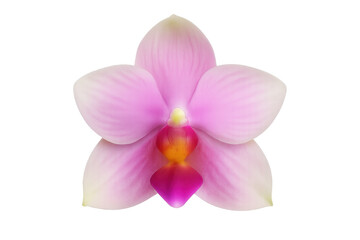 Obraz premium Pink phalaenopsis orchid presenting delicate petals and vibrant hues. Tropical flora illustration on a transparent background
