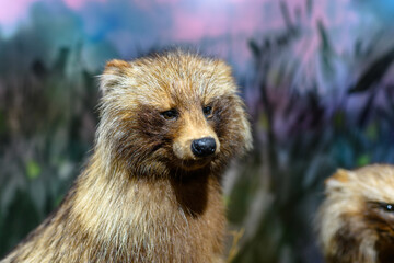 Close encounter with a majestic taxidermy raccoon dog near a vibrant natural backdrop