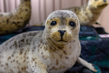 Intriguing close-up of a lifelike sealed figure resting on a rocky surface in an exhibit space