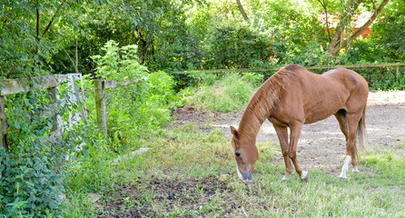 Brown horse in the paddock pasture