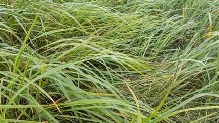 Tall grass on a lawn. Autumn green meadow grass. Close-up of fresh grass against a natural background.
