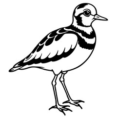 Ruddy Turnstone Silhouette Vector Illustration on White Background