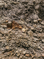 Snail on rocky soil with textured earth and natural elements in a vibrant outdoor setting