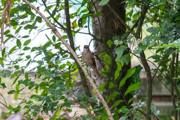 Record made one morning at Alberto Simões Park.