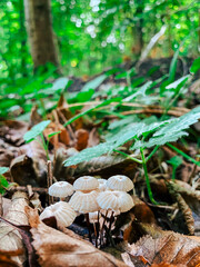White mushrooms growing on forest floor surrounded by green leaves and fallen foliage