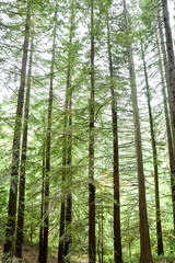 Large cedar and redwood trees in the forest